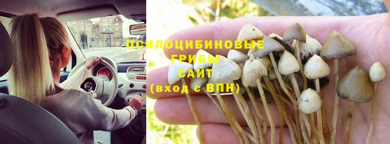 Псилоцибиновые грибы MAGIC MUSHROOMS  купить наркотики цена  Горно-Алтайск 